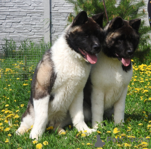 Photo №2 to announcement № 10679 for the sale of american akita - buy in United States from nursery