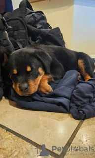 Photo №2 to announcement № 131363 for the sale of rottweiler - buy in Switzerland private announcement