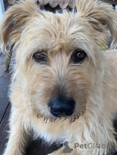 Photo №4. I will sell non-pedigree dogs in the city of Khimki. private announcement - price - Is free