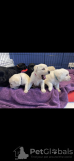 Photo №4. I will sell labrador retriever in the city of Jacksonville. breeder - price - 500$