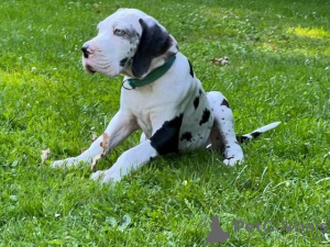 Photo №3. Great Dane puppies for sale. Germany