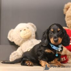 Photo №3. Glendon Miniature Dachshund Puppy Male 9 Weeks Old Ready to Go Home. Germany