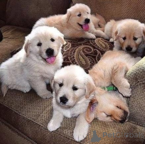 Photo №1. golden retriever - for sale in the city of Freysing | 329$ | Announcement № 147598