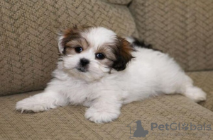 Photo №3. Mooie Shih Tzu-puppy's klaar voor herplaatsing bij elke dierenliefhebber. Poland