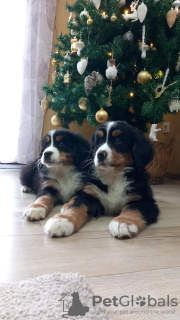 Photo №2 to announcement № 84404 for the sale of bernese mountain dog - buy in Serbia breeder