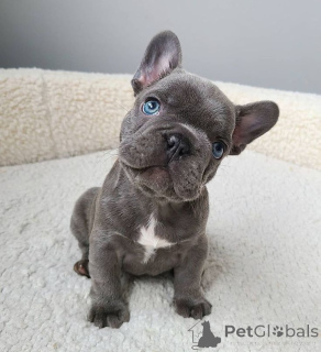 Photo №1. french bulldog - for sale in the city of Aizlingen | 516$ | Announcement № 157877