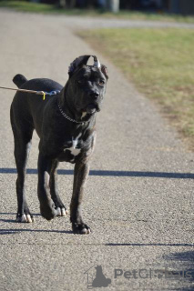 Additional photos: Cane Corso female