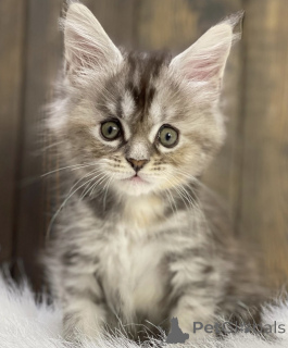Photo №2 to announcement № 163462 for the sale of maine coon - buy in Germany breeder