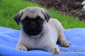 Photo №1. pug - for sale in the city of Sofia | negotiated | Announcement № 113697