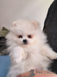 Photo №4. I will sell pomeranian in the city of Rome.  - price - negotiated