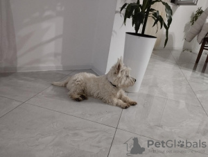 Additional photos: Westie terrier male