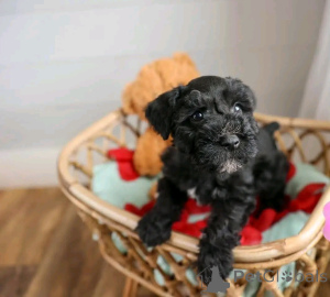 Photo №1. giant schnauzer - for sale in the city of Berlin | 941$ | Announcement № 139069