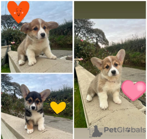 Photo №1. welsh corgi - for sale in the city of GINSHEIM-GUSTAVSBURG | 361$ | Announcement № 154598