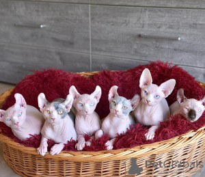 Photo №2 to announcement № 133358 for the sale of elf - buy in Spain private announcement, breeder