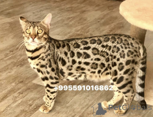 Photo №4. I will sell  in the city of Батуми. from nursery, breeder - price - 1500$