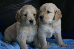 Photo №1. golden retriever - for sale in the city of Berlin | Is free | Announcement № 126739