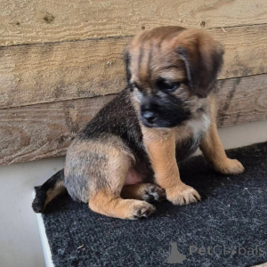 Photo №4. I will sell border terrier in the city of Vilnius. private announcement, breeder - price - 877$