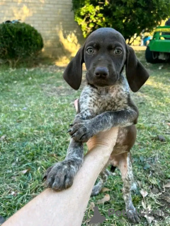 Photo №1. german longhaired pointer - for sale in the city of Гамбург | 634$ | Announcement № 120853