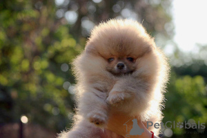 Photo №4. I will sell pomeranian in the city of Loznica. breeder - price - negotiated