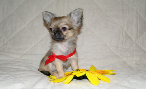 Photo №4. I will sell chihuahua in the city of St. Petersburg. private announcement - price - negotiated
