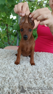 Photo №3. Miniature Pinscher puppy. Belarus
