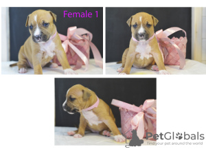 Photo №1. american staffordshire terrier - for sale in the city of Minsk | 500$ | Announcement № 10361