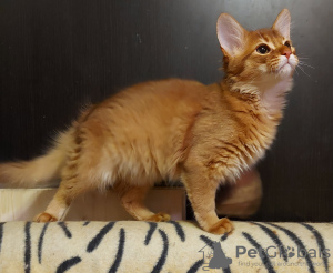 Photo №1. somali cat - for sale in the city of Москва | 611$ | Announcement № 9206