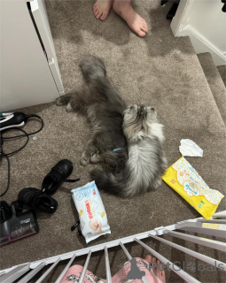 Photo №2 to announcement № 154213 for the sale of munchkin - buy in Germany 