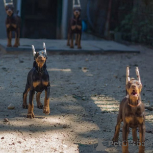 Photo №1. dobermann - for sale in the city of Leipzig | 847$ | Announcement № 146463
