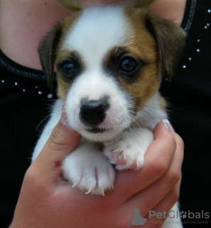 Photo №2 to announcement № 56590 for the sale of jack russell terrier - buy in Germany private announcement