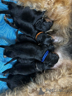 Photo №4. I will sell airedale terrier in the city of Limassol. breeder - price - 1412$