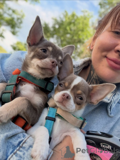 Photo №2 to announcement № 171204 for the sale of chihuahua - buy in Czech Republic breeder