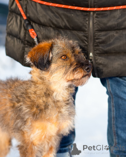 Photo №4. I will sell non-pedigree dogs in the city of St. Petersburg. private announcement - price - Is free