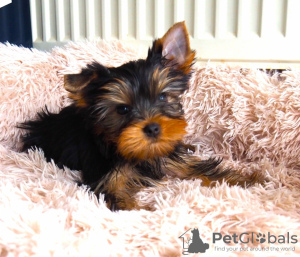 Photo №2 to announcement № 119278 for the sale of yorkshire terrier - buy in Czech Republic private announcement