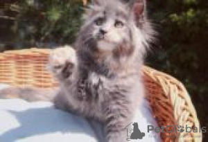 Photo №2 to announcement № 126810 for the sale of maine coon - buy in Germany private announcement