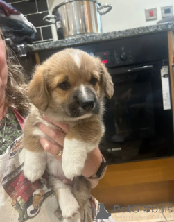 Photo №4. I will sell welsh corgi in the city of Berlin. breeder - price - negotiated