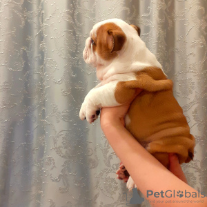 Photo №4. I will sell english bulldog in the city of Апатиты.  - price - 813$