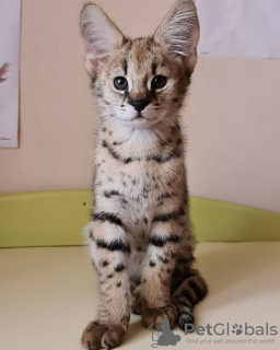 Photo №1. savannah cat - for sale in the city of Andel | 832$ | Announcement № 24351