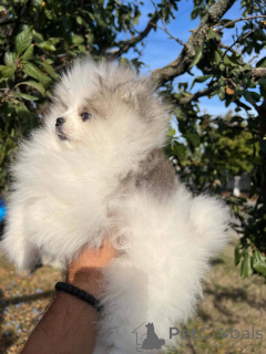 Photo №3. Pomeranian puppies of the highest quality. Serbia