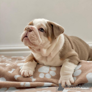 Photo №2 to announcement № 112248 for the sale of english bulldog - buy in Hungary private announcement