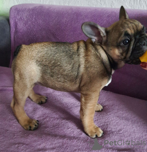 Photo №2 to announcement № 19107 for the sale of french bulldog - buy in Belarus private announcement