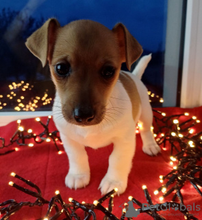 Photo №4. I will sell jack russell terrier in the city of Dnipro. private announcement - price - 530$