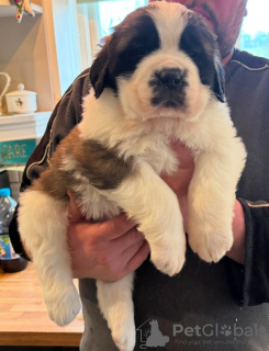 Photo №4. I will sell whippet in the city of Edinburgh. private announcement - price - Is free