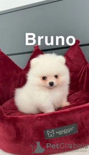 Photo №4. I will sell pomeranian in the city of Rennes.  - price - 260$