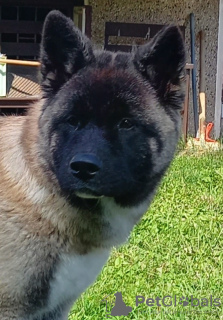 Additional photos: american akita