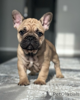 Photo №1. french bulldog - for sale in the city of Aveiro | 774$ | Announcement № 160479