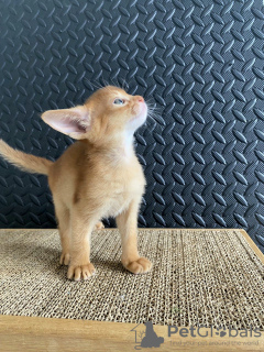 Photo №2 to announcement № 11986 for the sale of abyssinian cat - buy in Russian Federation private announcement, from nursery, breeder