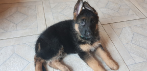 Photo №1. german shepherd - for sale in the city of Minsk | 130$ | Announcement № 3921
