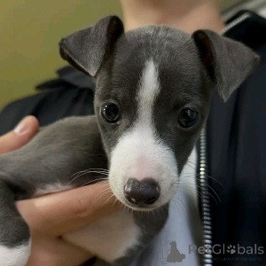 Photo №2 to announcement № 139072 for the sale of greyhound - buy in Germany breeder