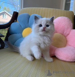Photo №1. ragdoll - for sale in the city of Essen | 296$ | Announcement № 103747